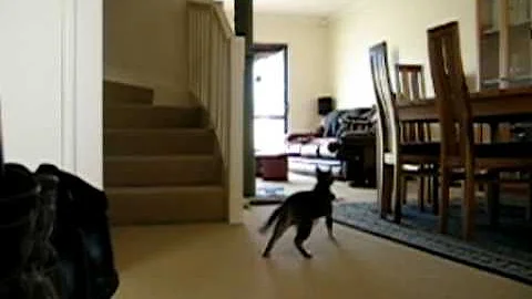Watch the video about Dingo & the Squiggly Toy - Cat who plays Fetch Like a Dog