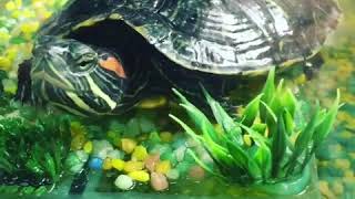 Зоомагазин в Звенигороде Ул Садовая дом 2 сайт www. zoozven.ru Зоомагазин в Звенигороде Ул Садовая дом 2 сайт www. zoozven.ru