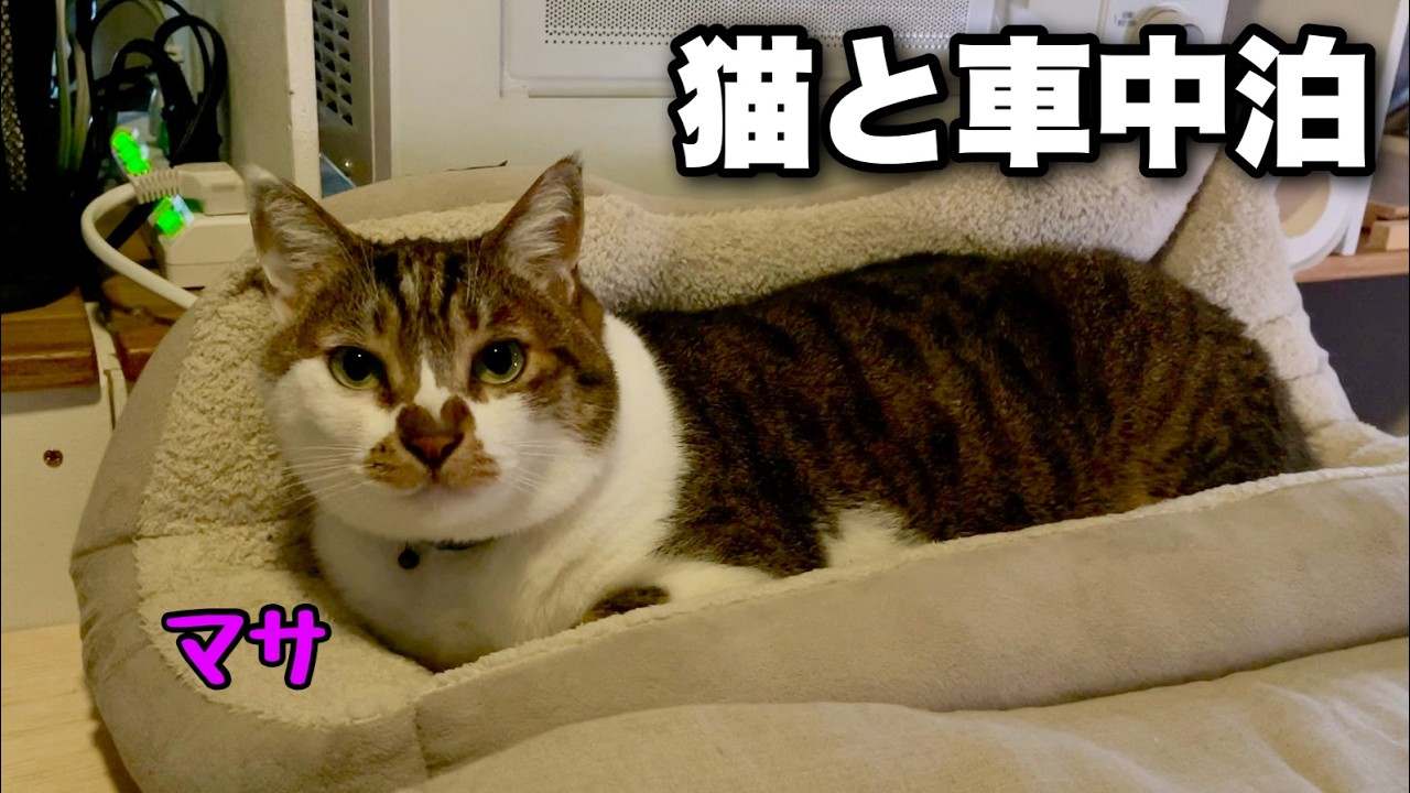 【猫と車中泊】梅雨の晴れ間に星空撮影… あきらめて道の駅で車中泊|キャンピングカーのようにDIYしたハイエースで猫のマサと車中泊