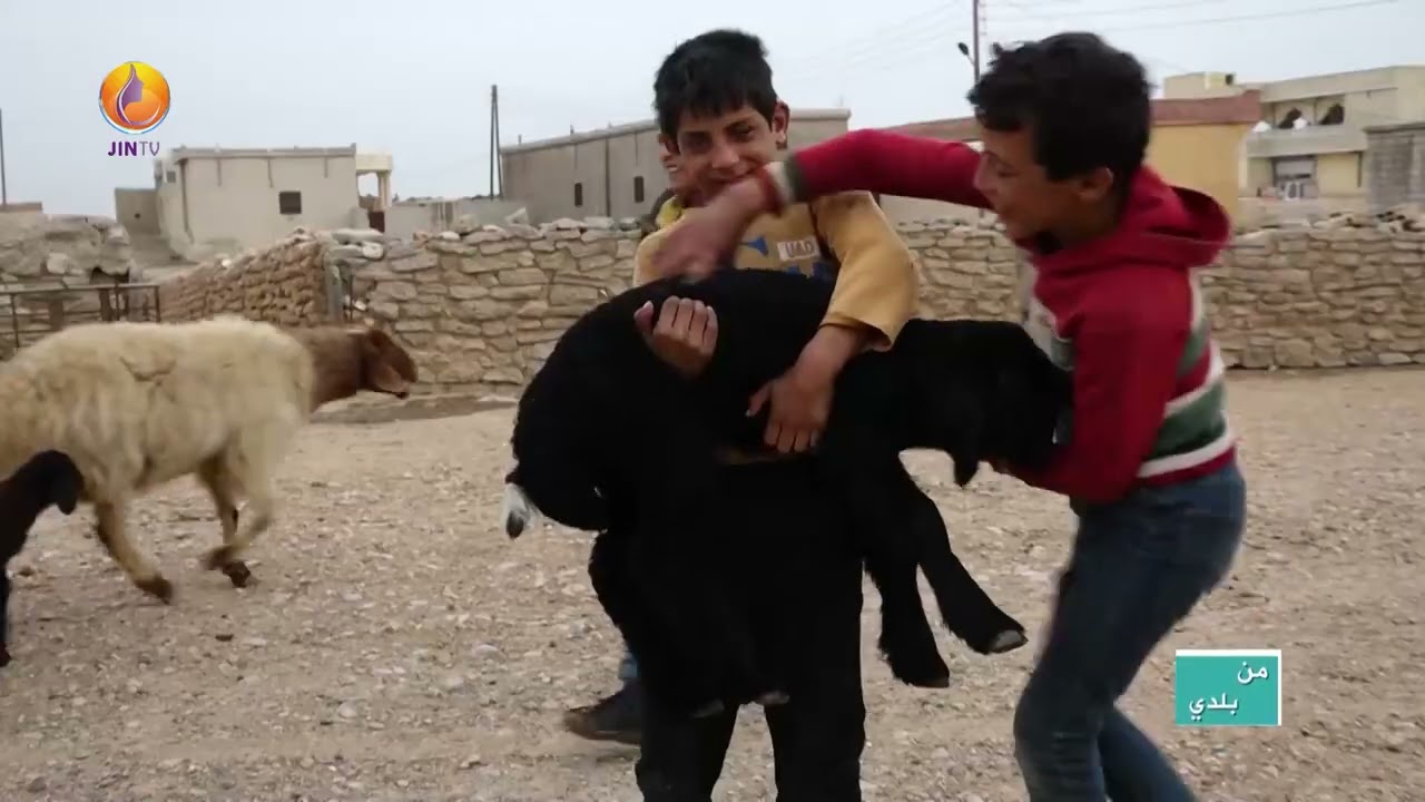 JINTV | من بلدي - قرية الجربوع