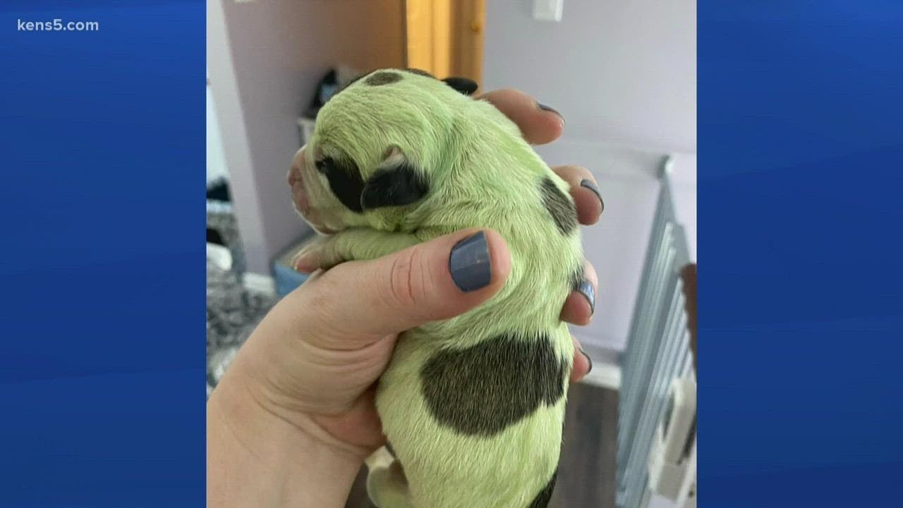 GREEN PUPPY?! Unique colored puppy found in liter