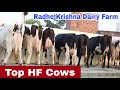 #Milking #HF #Cows || Top Quality HF Cows Available For Sale at Radhe Krishna Dairy Farm || Karnal