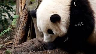 Hehua Panda 415