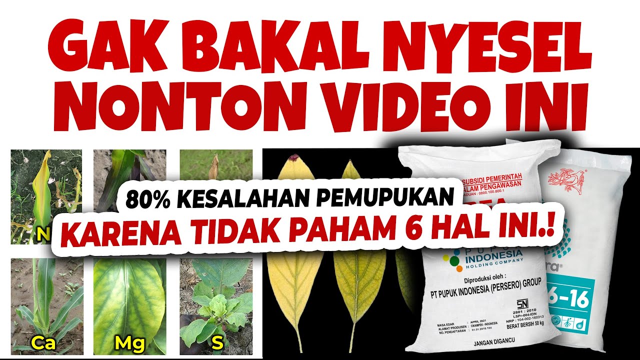 80% KESALAHAN PEMUPUKAN PETANI KARENA TIDAK PAHAM 6 HAL INI.!! Pupuk Urea, NPK, KCL
