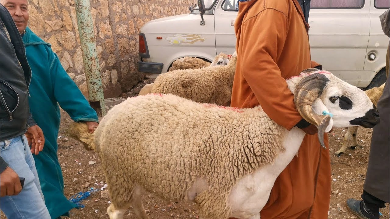 آجي تشوف أثمنة الحولي سوق ثلاثاء بوكدرة رحبة الغنم || 28-06-2022 🐏