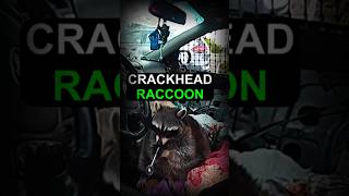 Raccoon gets arrested for m*th possession #police #bodycam