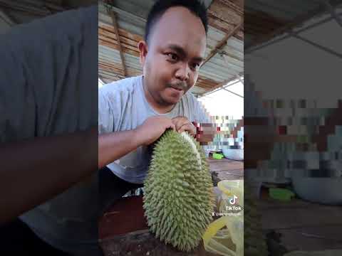Video: A Little About Durian