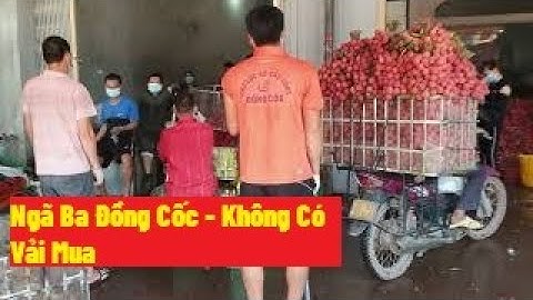 12 Xã Cách ly, Ngã Ba Đồng Cốc Không Đủ Vải Mua l Vải Thiều Lục Ngạn Bắc Giang