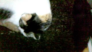 My Cat Does A Front Flip ... EPIC