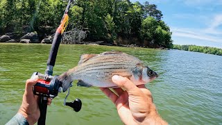 4 Hours of RAW and UNCUT Kayak Catfishing | Anchor Fishing with Cut Bait on Chickamauga Reservoir