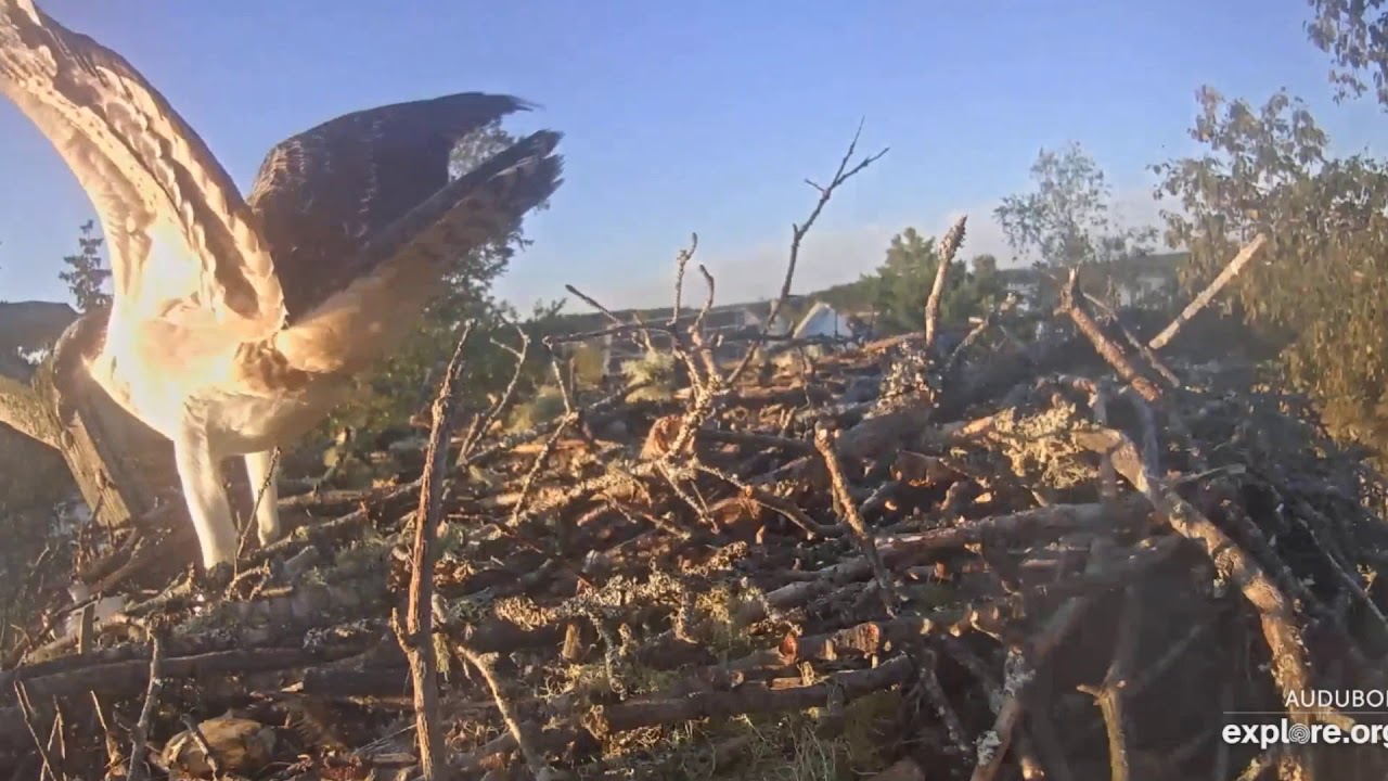 4th Mackerel at 6:45 pm EDT Hog Island Osprey Nest 2019 08 29 - YouTube