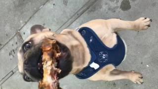 French Bulldog Can Walk On Its Hind Legs For A Meat Bone