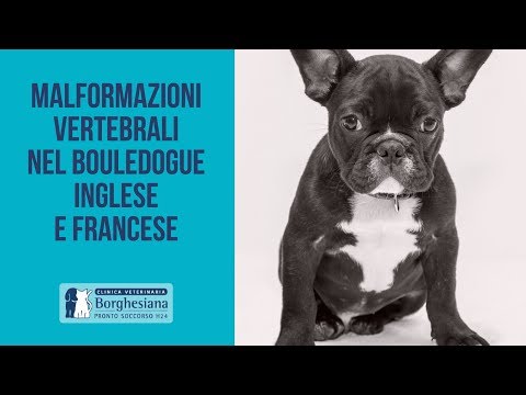 Video: Difetti Congeniti Spinali E Vertebrali Nei Cani