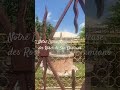 Notre Dame Miraculeuse des Roses de San Damiano en Italie 6 juin 2026