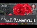 Tuto  planter un bulbe damaryllis