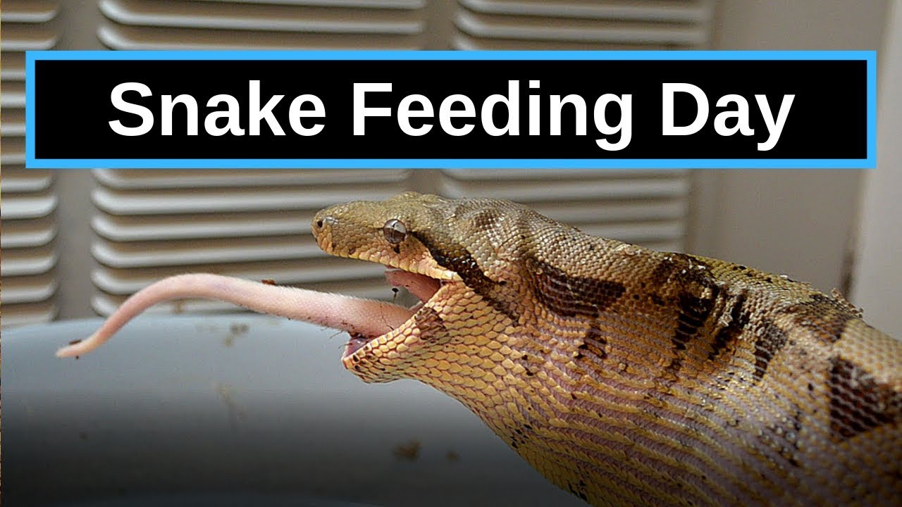 low maintenance reptiles