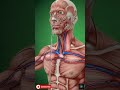 Clove Water Benefits & Side Effects What Happens When You Drink Clove Water Daily #shorts #viral