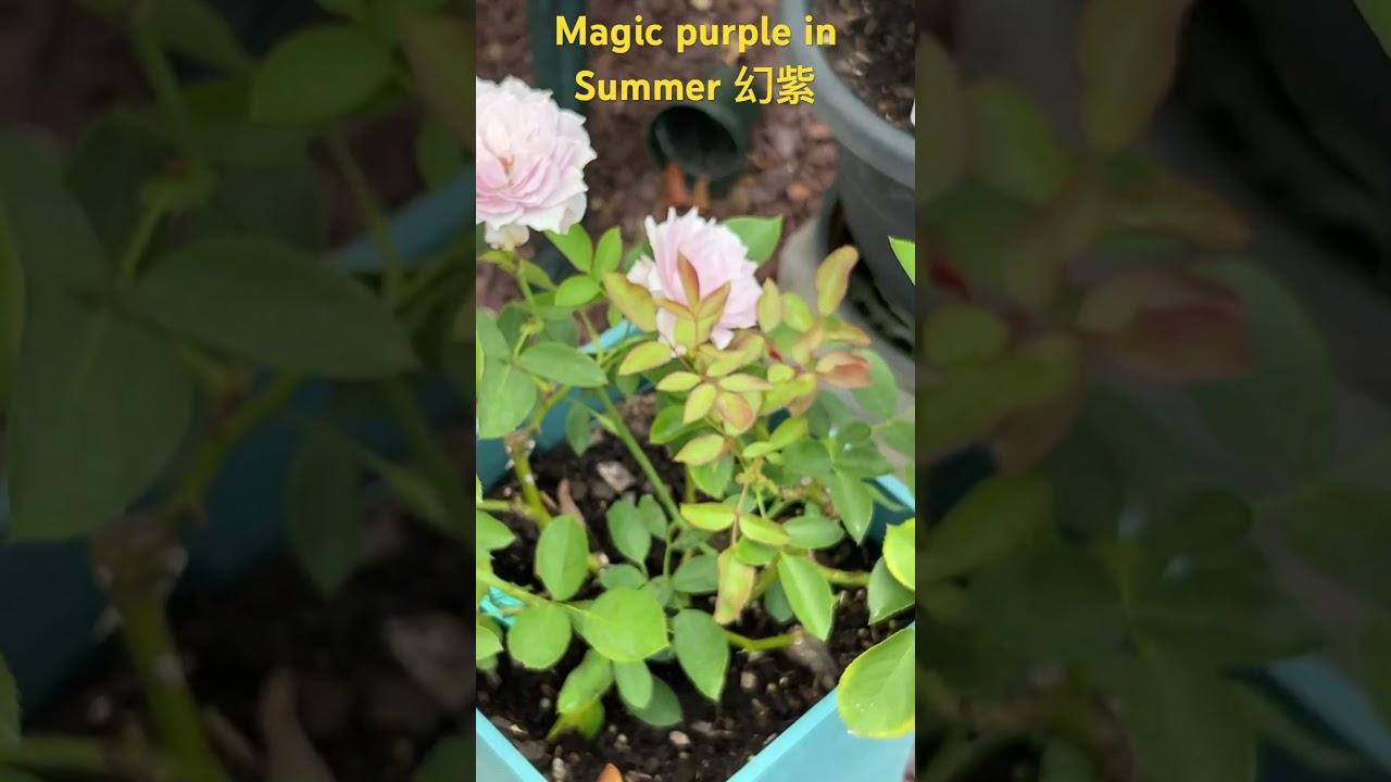 Magic purple rose in Summer 