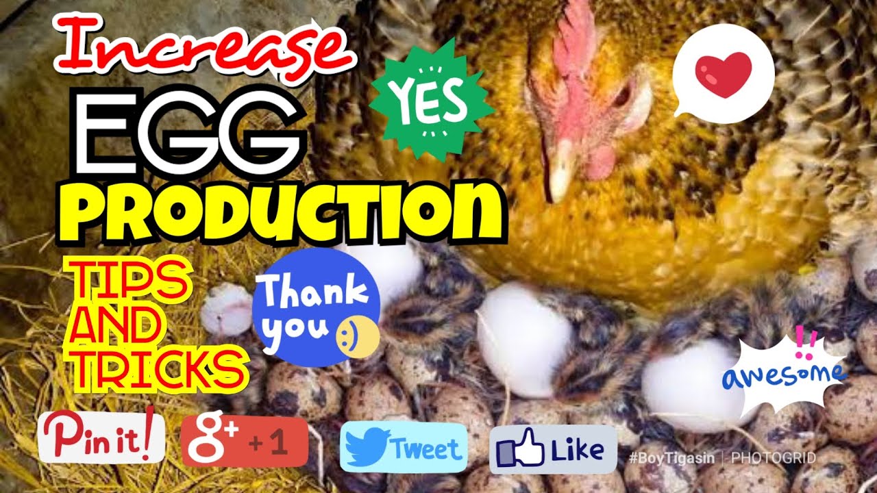 Tips & Tricks to increase Egg Production - Add more Egg Layers (Incubation) By Boy Tigasin Breeding