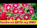 ПОСЕЙТЕ эти НЕПРИХОТЛИВЫЕ ЦВЕТЫ под ЗИМУ! Они будут цвести все лето в саду!