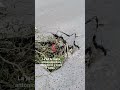 la jad de matamoros abandona y todos callan