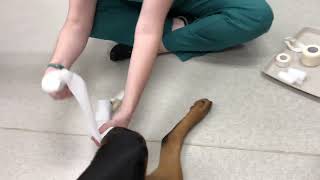 Modified Robert Jones Bandage on Dog