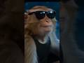“From jungle chef to smooth driver… this monkey got RANGE 😳🔥”#Unexpected #CinematicVibes #WaitForIt