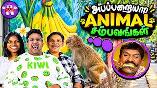 விலங்குகள் சம்பவங்கள் 😂 Animals கியா மியா Reaction | Ramstk Family