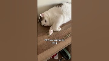 Cats On Catnip | Cat Gets Into Catnip | Funny Cats Videos #shorts