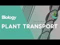 Xylem and phloem  transport in plants  biology  fuseschool