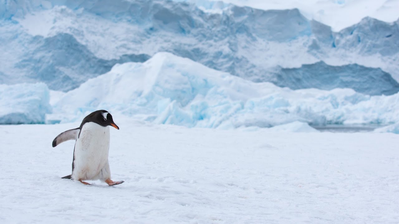 Biologists explore unique genetic makeup of Antarctic animals