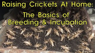 Raising Crickets At Home: Breeding and Incubation