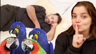 WAKING GEORGE UP WITH 4 MACAWS! | PARROT PRANKS!