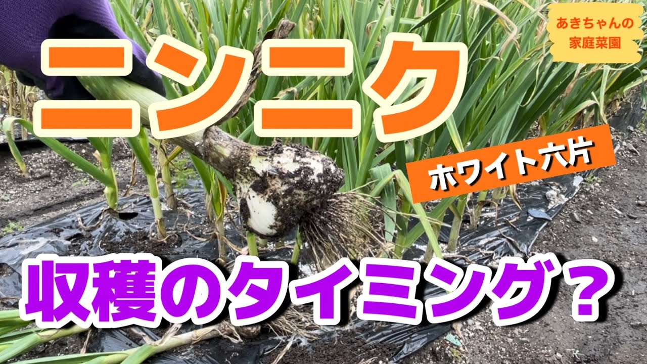 ニンニク収穫【収穫タイミング】【ホワイト六片】【収穫適期】【収穫時期の目安】【家庭菜園】