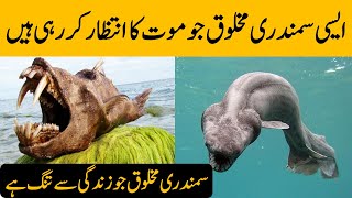 Most strange sea Creatures | Facts about Sea Creatures In Urdu - Deikhoo TV