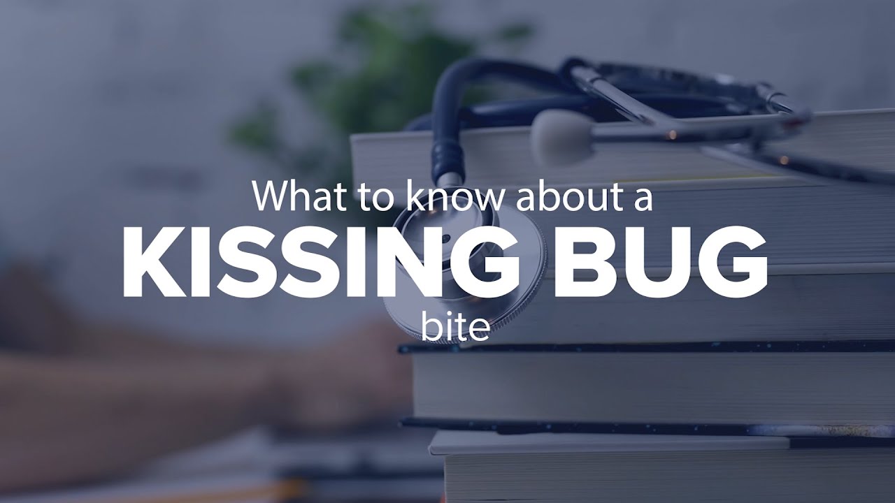How Do You Identify A Kissing Bug?