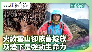 火紋雪山卻依舊綻放 灰燼下是強勁生命力｜臺中市和平區 麥覺明【@ctvmit875集】