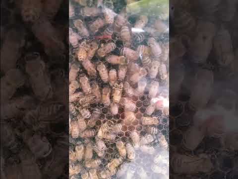 a bee's life...