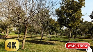 Islamabad 4K walk kachnar park