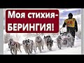 БЕРИНГИЯ 2020 \ Фильм о гонке на собачьих упряжках \ Камчатка 2020 \ Моя стихия - Берингия
