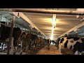 night chores, letting the cows in the tie stall barn for milking