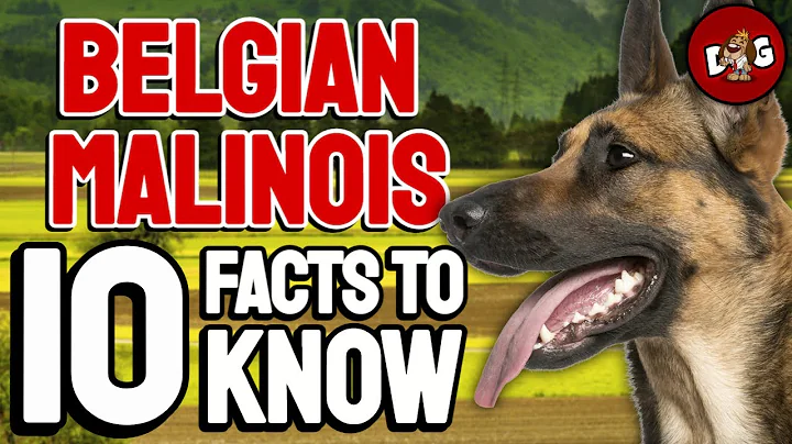 10 Facts You Must Know Before Bringing Home A Belgian Malinois | Dogs 101