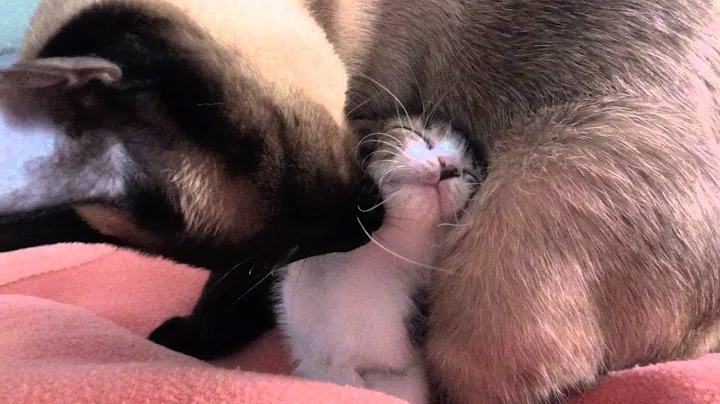 Video 9960401: siamese cat kitten, siamese cat faces, cat kitten bathing, cat washing kitten