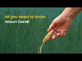 All you need to know about Cerall - Seed Treatment against Fungal Diseases