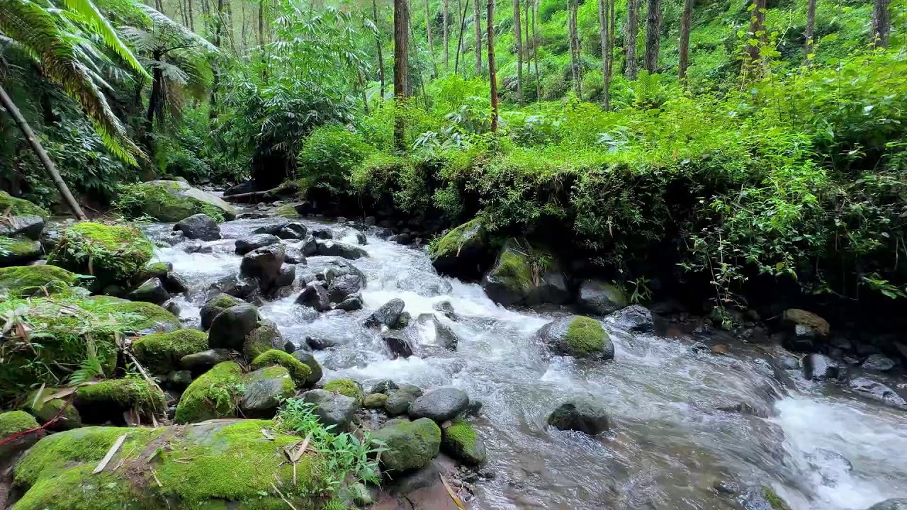 Let the river soften your mind and ease stress in a calm woodland forest to help you sleep