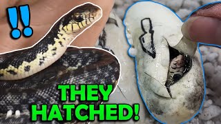 Madagascar Giant Hognoses Hatching!! More Madagascar Giant Hognoses Hatching