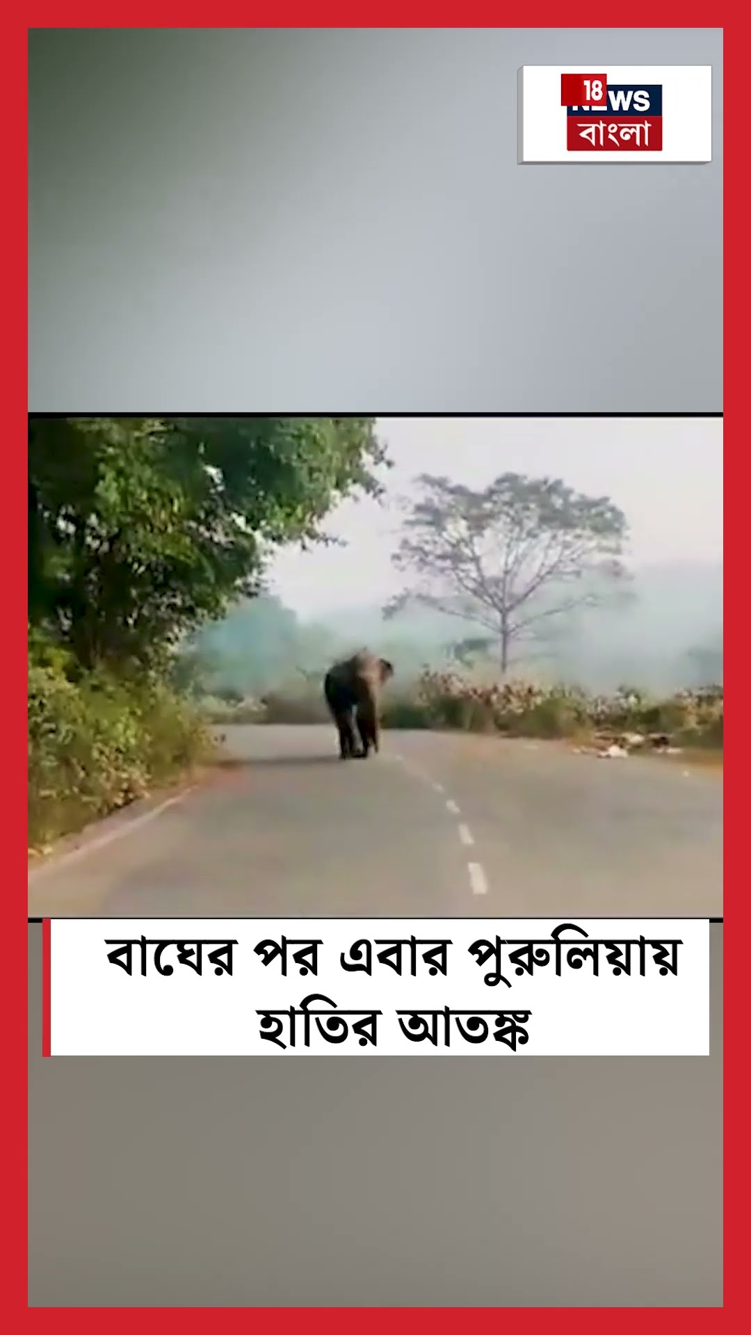 বাঘের পর এবার Puruliaয় হাতির আতঙ্ক #shorts