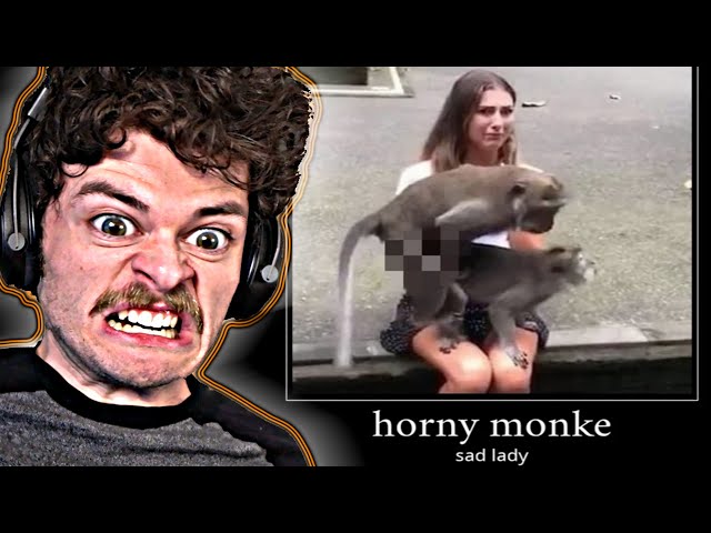 Monkey Memes (@MonkeyMemes) / X