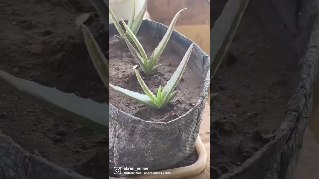 Baby Aloe and one baby cactus 