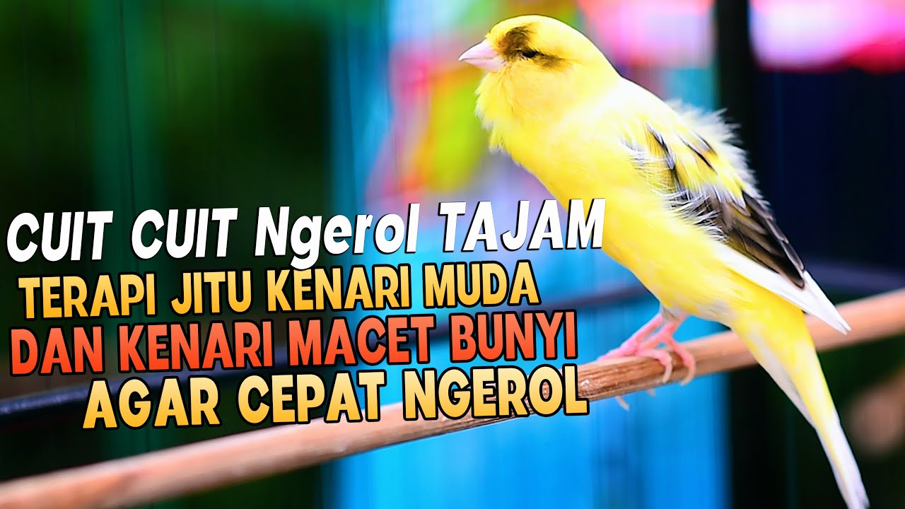 KENARI GACOR Panjang Cuit Cuit EMOSI, TERAPI AMPUH untuk Kenari MACET DAN PAUD CEPAT BUNYI |2|